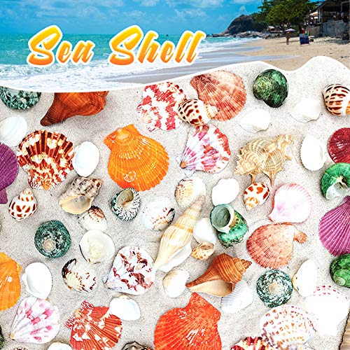 HAKACC Sea Shell Set, 50-70 PCS Assorted Natural Shells for Crafting Vase  Fillers Party Home Seaside Decorations