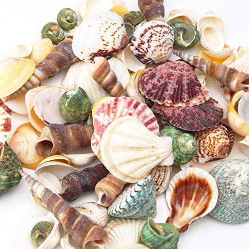 HAKACC Sea Shell Set, 50-70 PCS Assorted Natural Shells for Crafting Vase  Fillers Party Home Seaside Decorations : : Home & Kitchen