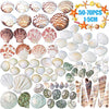 HAKACC Sea Shell Set, 50-70 PCS Assorted Natural Shells for Crafting Vase Fillers Party Home Seaside Decorations - DealYaSteal